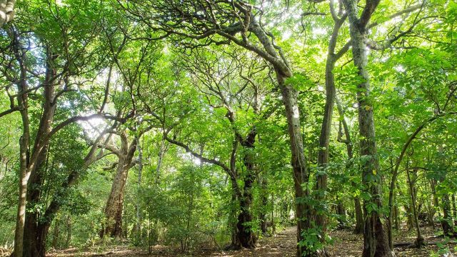 Project looks at carbon farming for Māori landowners