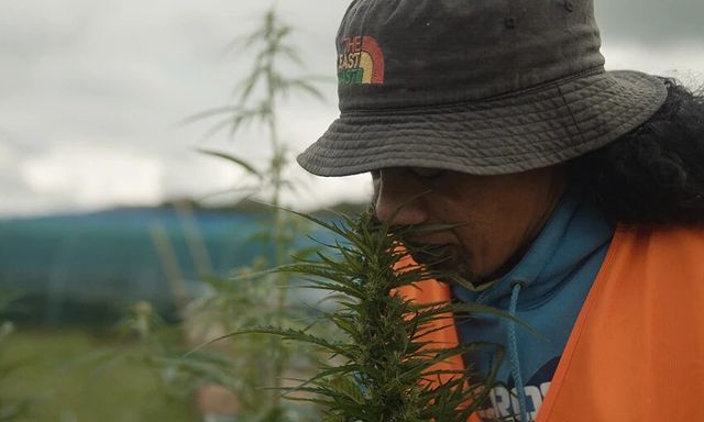 In the latest in the Frame documentary series produced for The Spinoff by Wrestler and funded by NZ on Air, we meet the wāhine behind Hikurangi Enterprises, a cannabis co-op looking to revitalise Ruatōria.