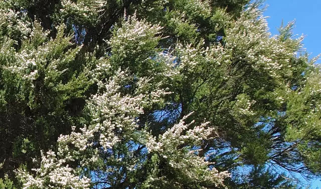 Hikurangi secures $242,000 for kānuka optimisation